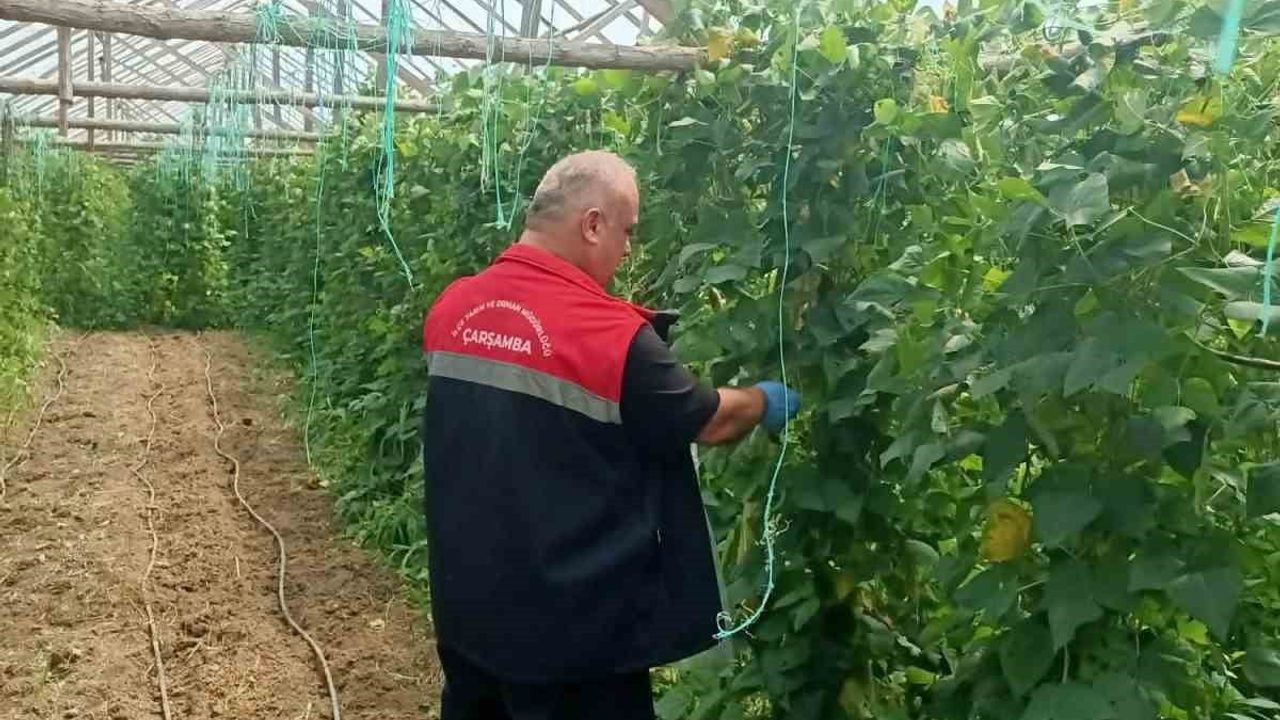 Hasat öncesi tarla kontrolleri: Çarşamba'da pestisit numune alımları sürüyor