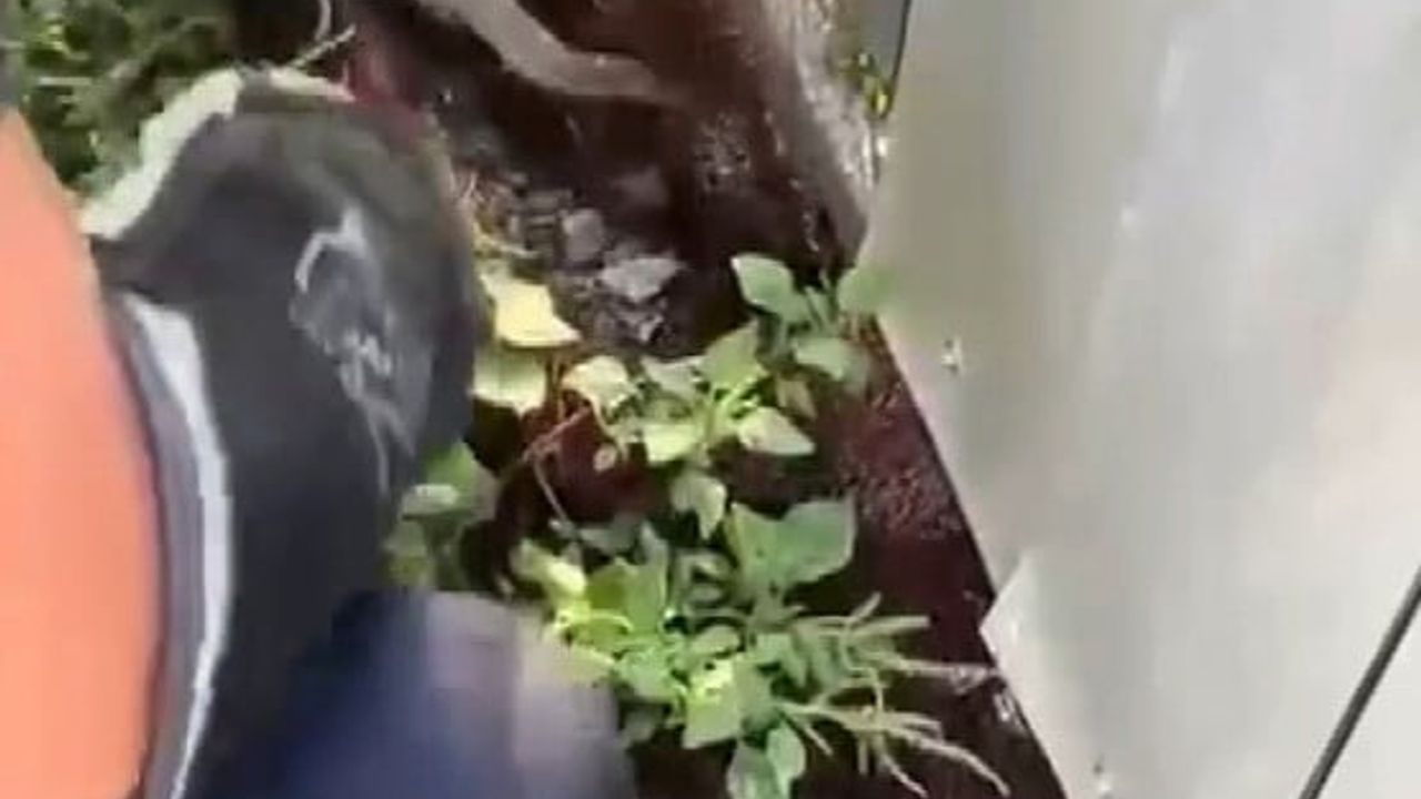Hatay'da ağa dolanan yılan itfaiye ekiplerinin müdahalesiyle kurtarıldı