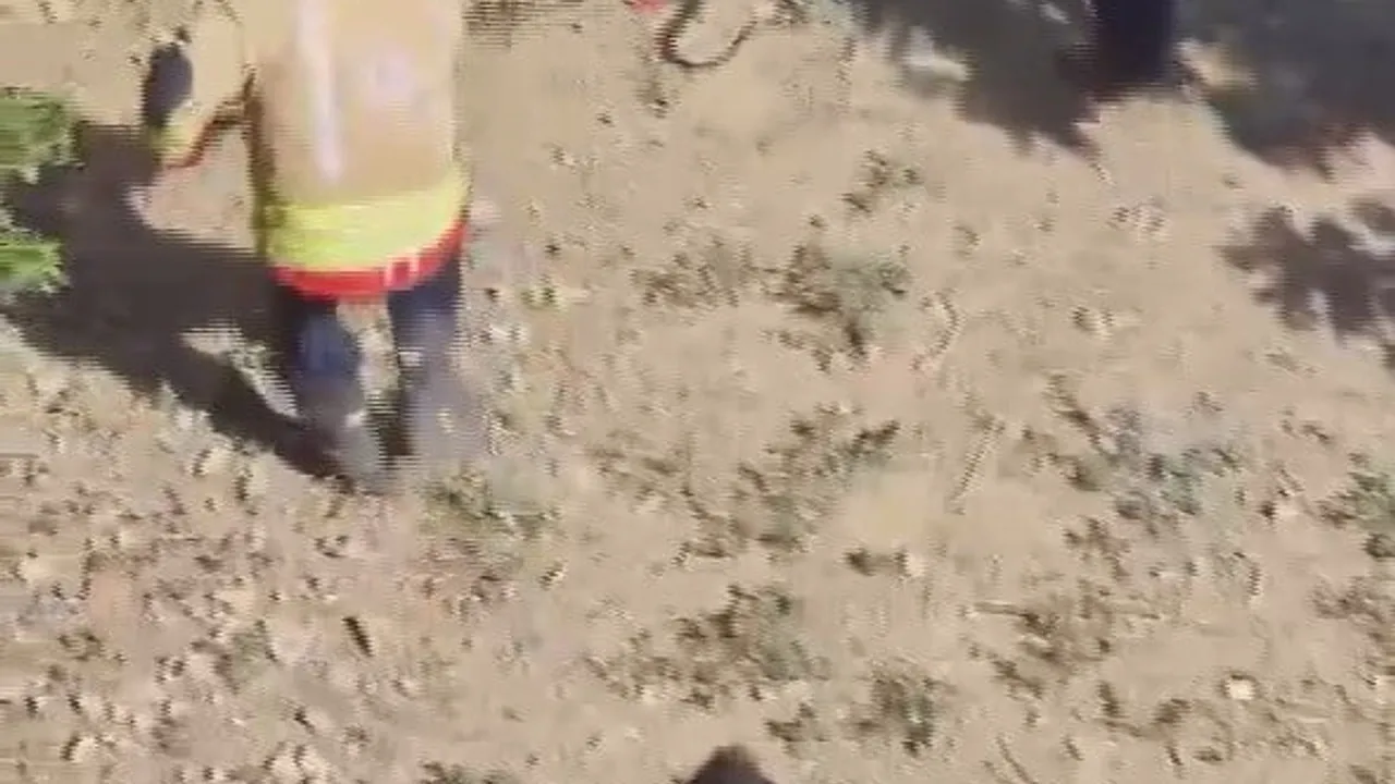 Hatay'da bahçeye giren yılan itfaiye ekiplerinin mücadelesini kameraya yansıttı