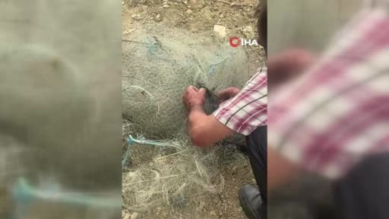 Hatay'da balık ağında mahsur kalan yılanı vatandaş kurtardı