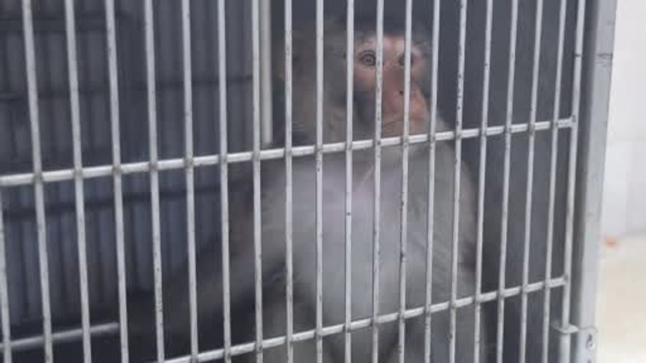 Hatay'da konteyner kente giren maymun kadını yaraladı, ekipler yakaladı
