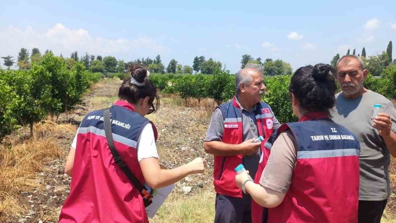 Hatay'da narenciye bahçelerinde faydalı böcek salımı