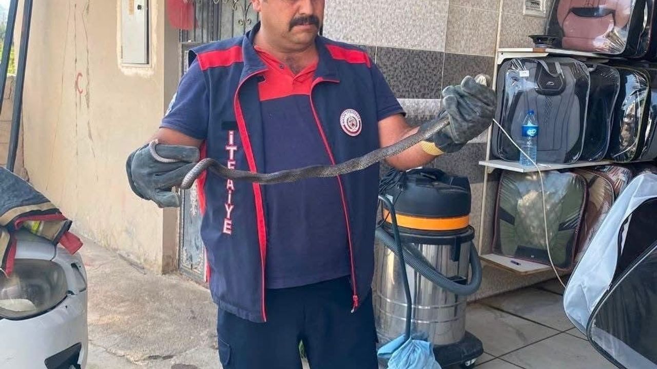 Hatay’da yerleşim alanlarına giren yılanlar doğal yaşam alanına bırakıldı