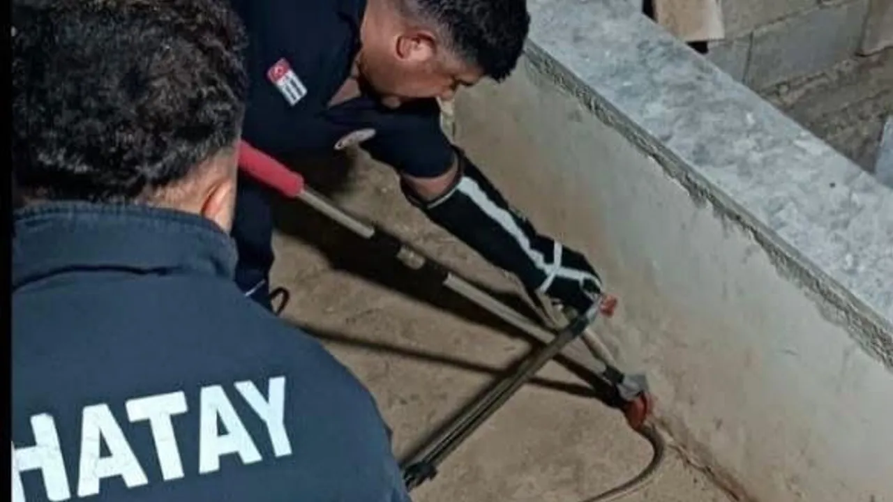 Hatay'da yerleşimlere inen yılanlar itfaiye tarafından yakalandı