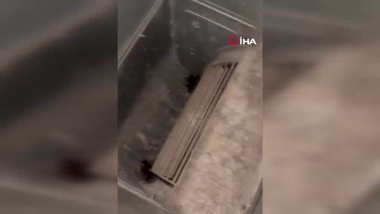 Havalandırma kazanına düşen 2 yavru kedi Gaziantep'te okul personeli ve öğretmenlerce kurtarıldı