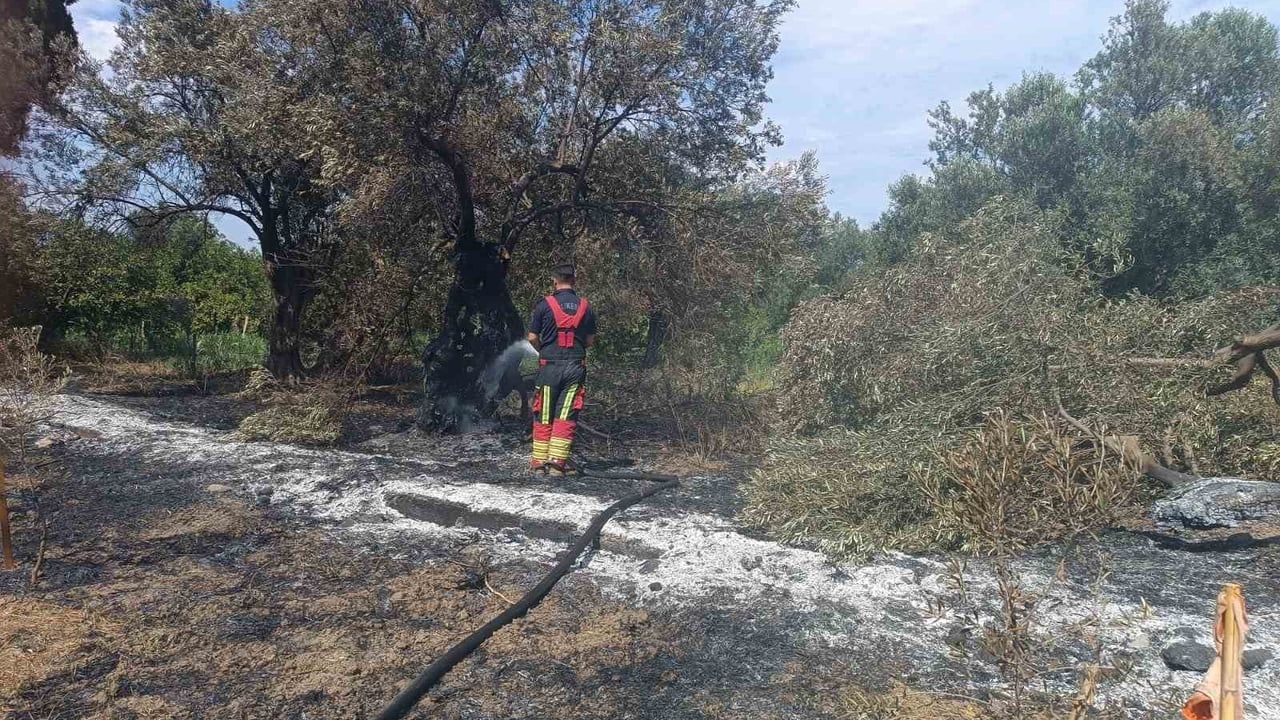 Havran'da zeytinlikte çıkan yangın kontrol altına alındı