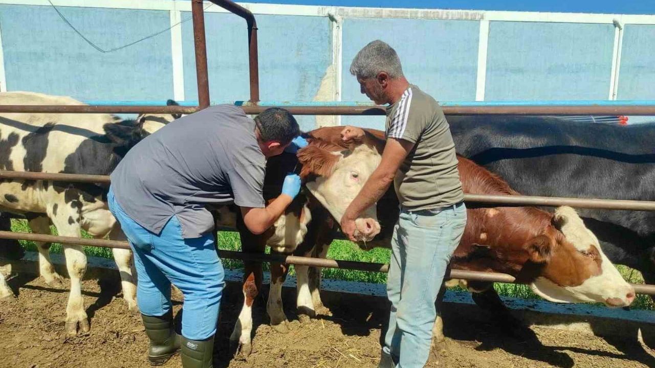 Hayvan sağlığının korunmasına yönelik çalışmalar Afyonkarahisar'da sürüyor