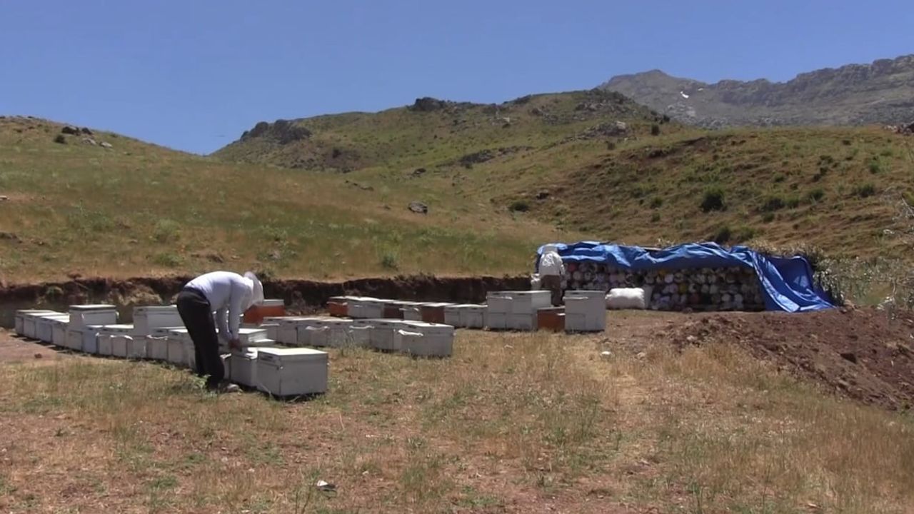 Herekol Dağı'nda arıların bal mesaisi: Pervari balı için üretim sezonu başladı