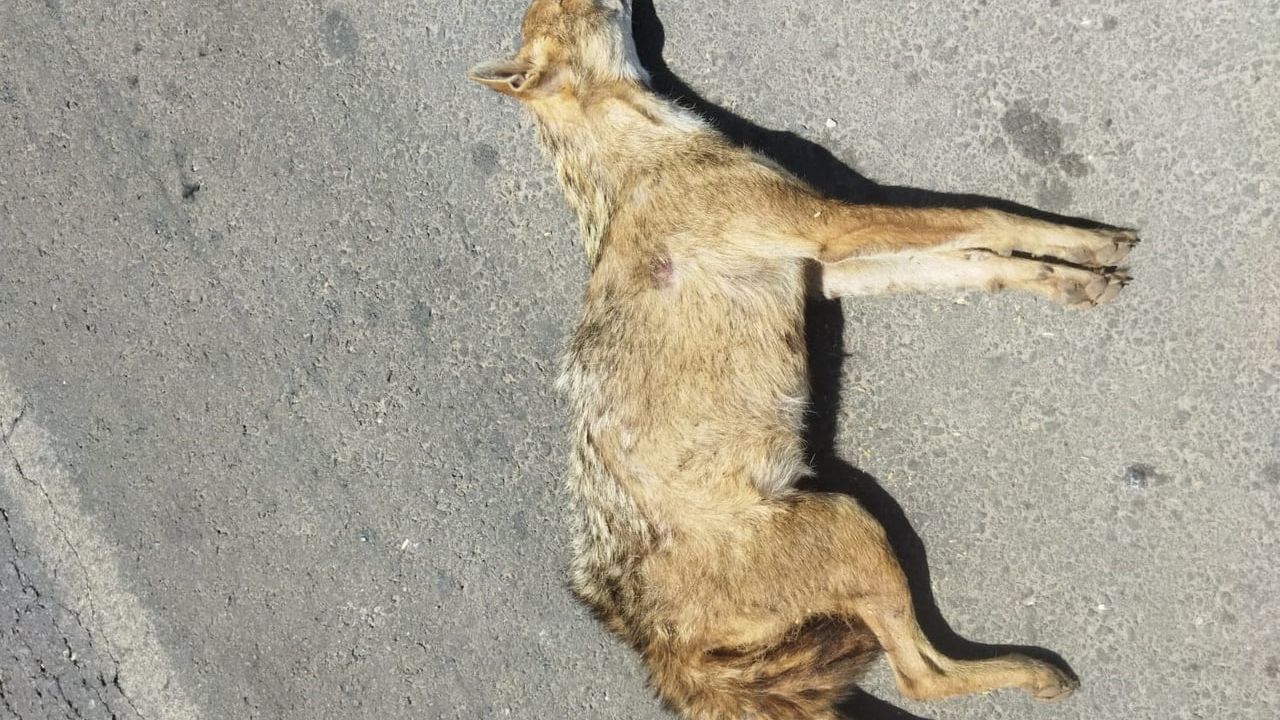 Hilvan'da Altın Çakal araç çarpmasıyla telef oldu