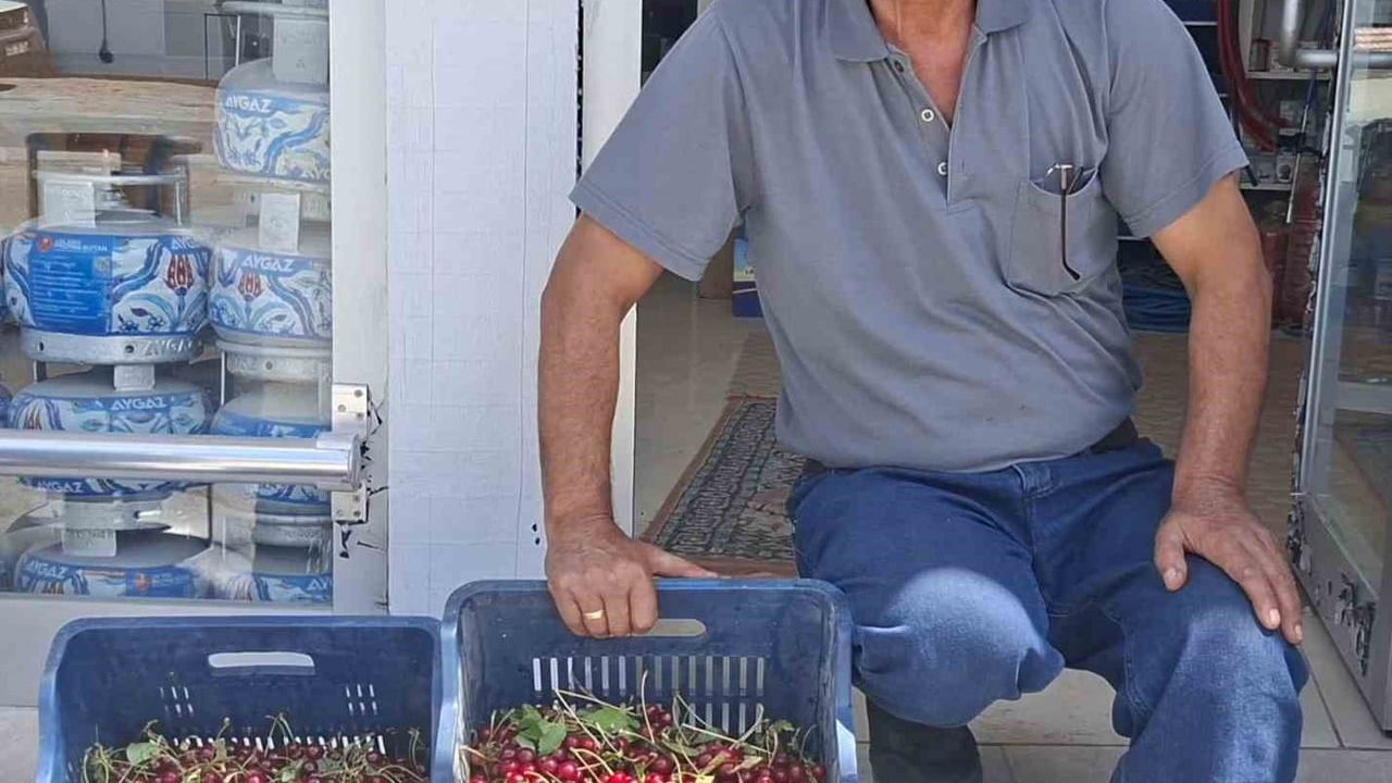 Hisarcık’ta vişne alımları başladı, üreticiler fiyatlardan memnun değil