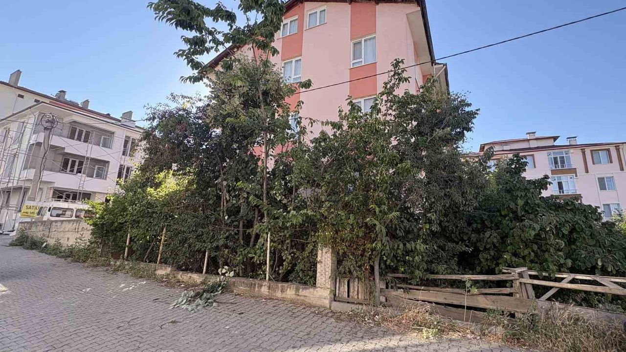 Ihlamur ağacından düşen emekli tarih öğretmeni Arif Öztekin yaralandı