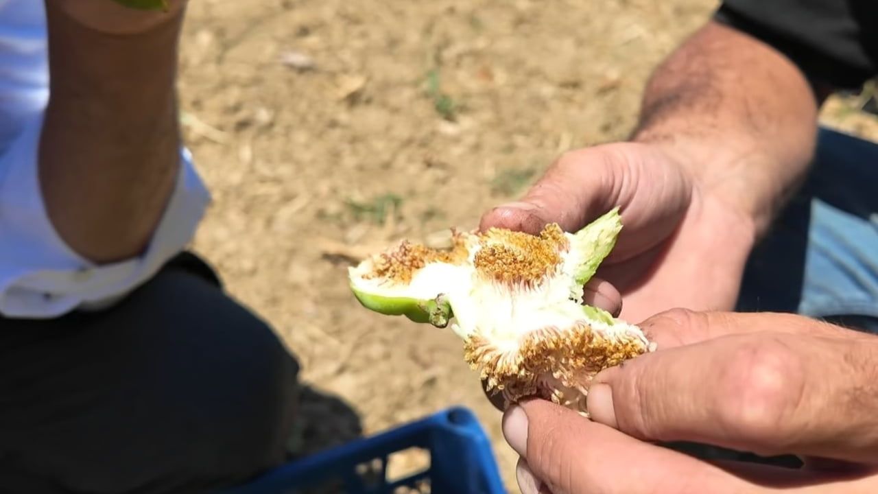 İncirde bereketin sırrı tellere asılıyor