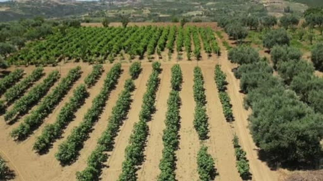 İncirde bereketin sırrı tellere asılıyor