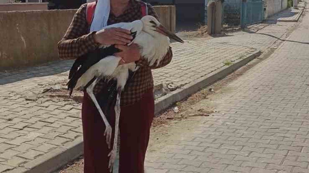 İpsala'da yerde bitkin halde bulunan yaralı leylek koruma ekiplerine teslim edildi