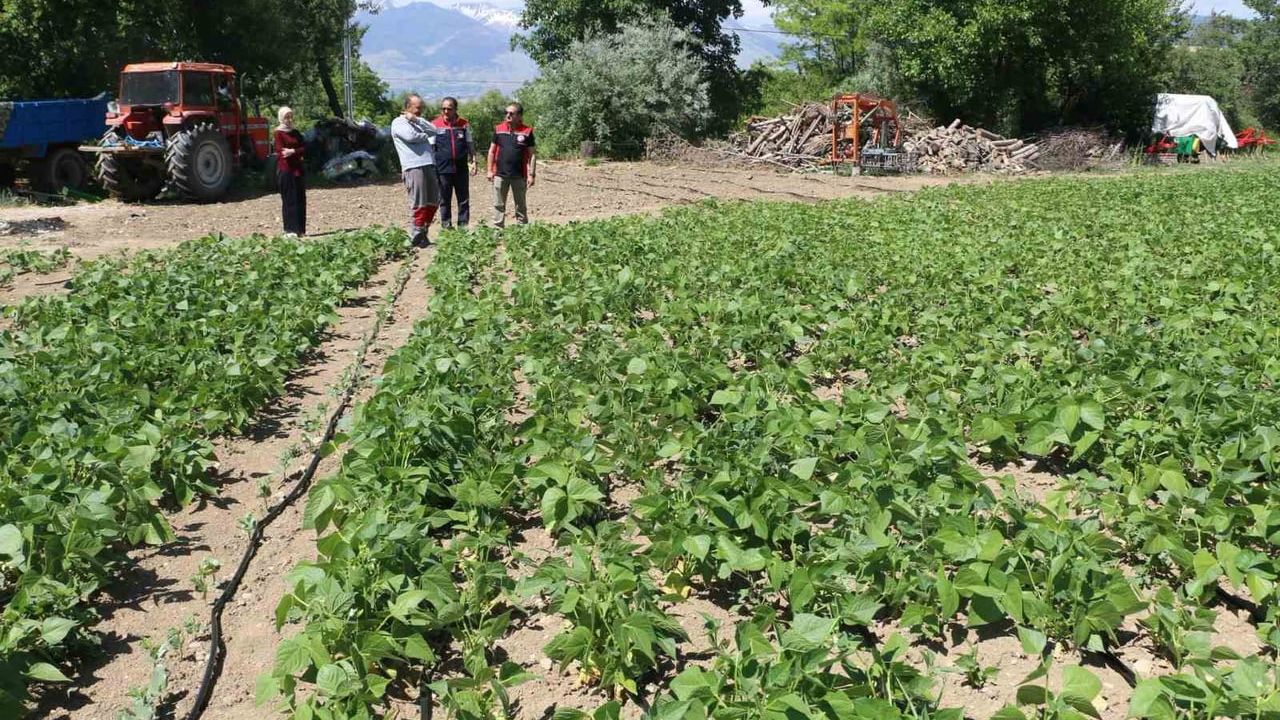 Işıl-24 kuru fasulye üretimi sürüyor