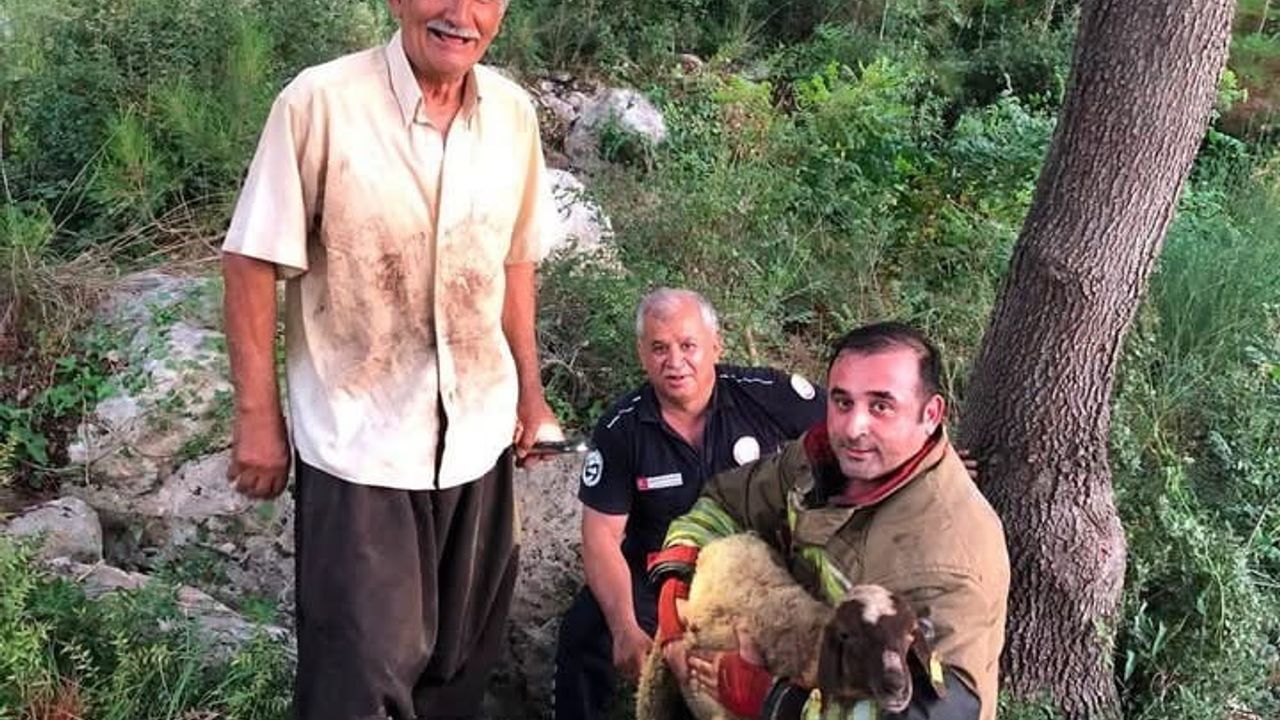 İskenderun’da dereye düşen koyun itfaiye ekiplerince kurtarıldı