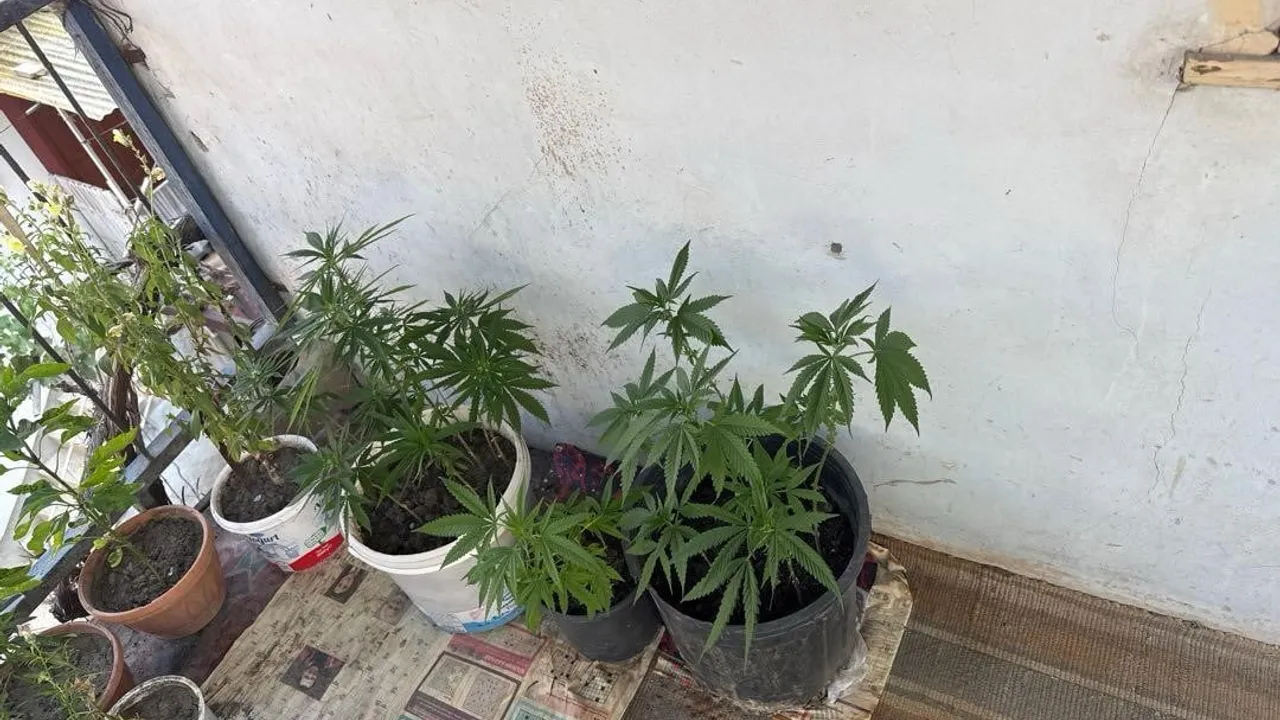 İskilip'te evde 21 kök kenevir ele geçirildi: 1 gözaltı