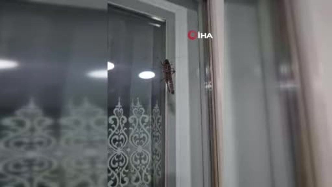 İstanbul’da çekirge hareketliliği birçok ilçede görüntülendi