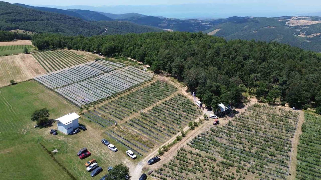 İznik’te maviyemiş hasadı başladı
