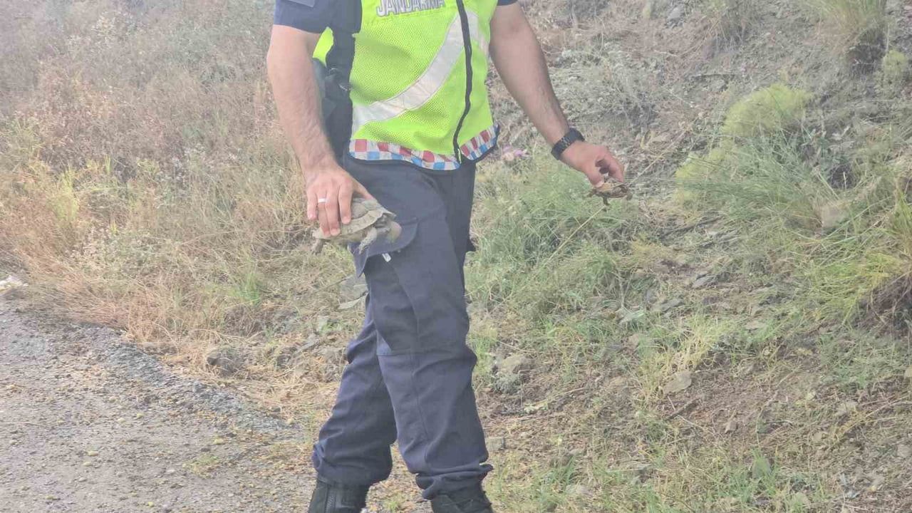Jandarma kaplumbağa ve yavrularını yangından kurtardı