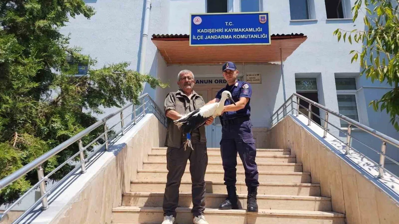 Kadışehri'de yaralı leylek tedavi altına alındı