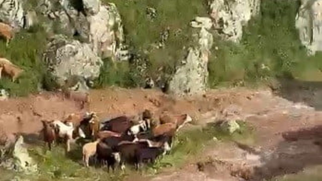 Kağızman’da sele kapılan 5 büyükbaş hayvan telef oldu