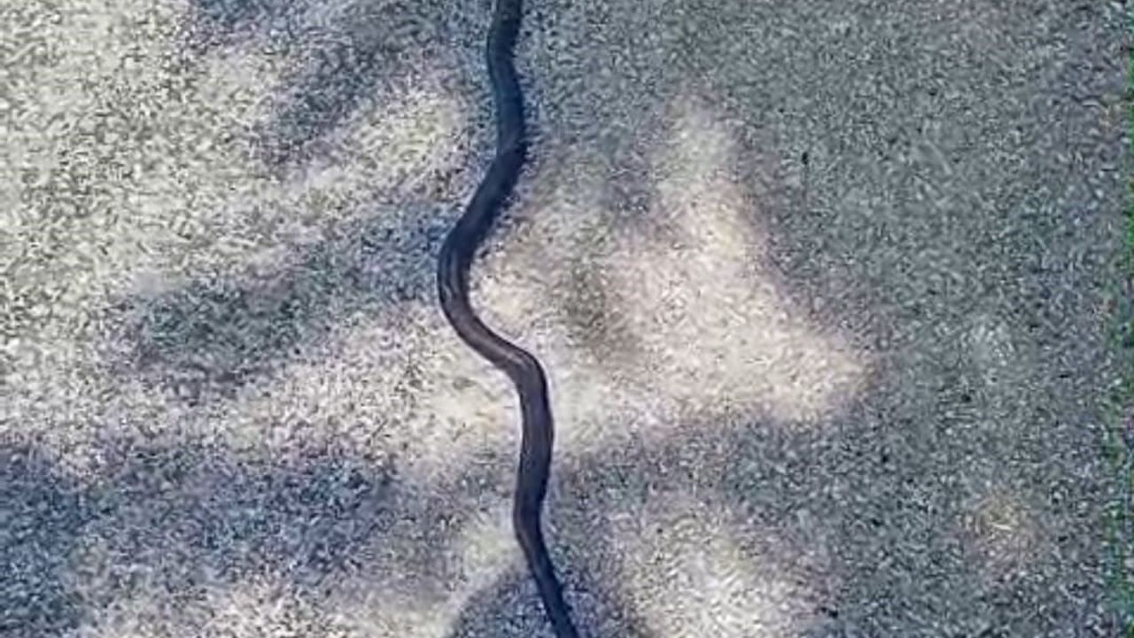 Kahramanmaraş'ta 2 metre uzunluğunda kara yılan görüntülendi