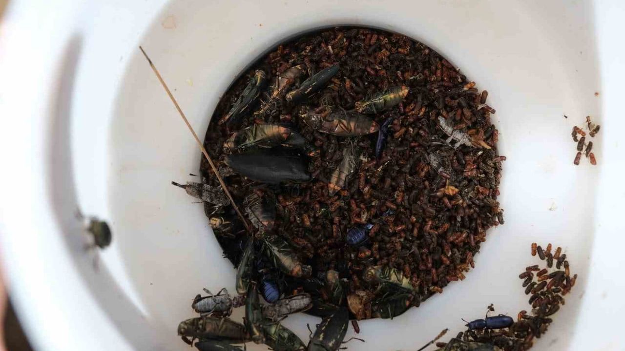 Kahramanmaraş’ta orman zararlılarına karşı feromon tuzaklı biyolojik mücadele