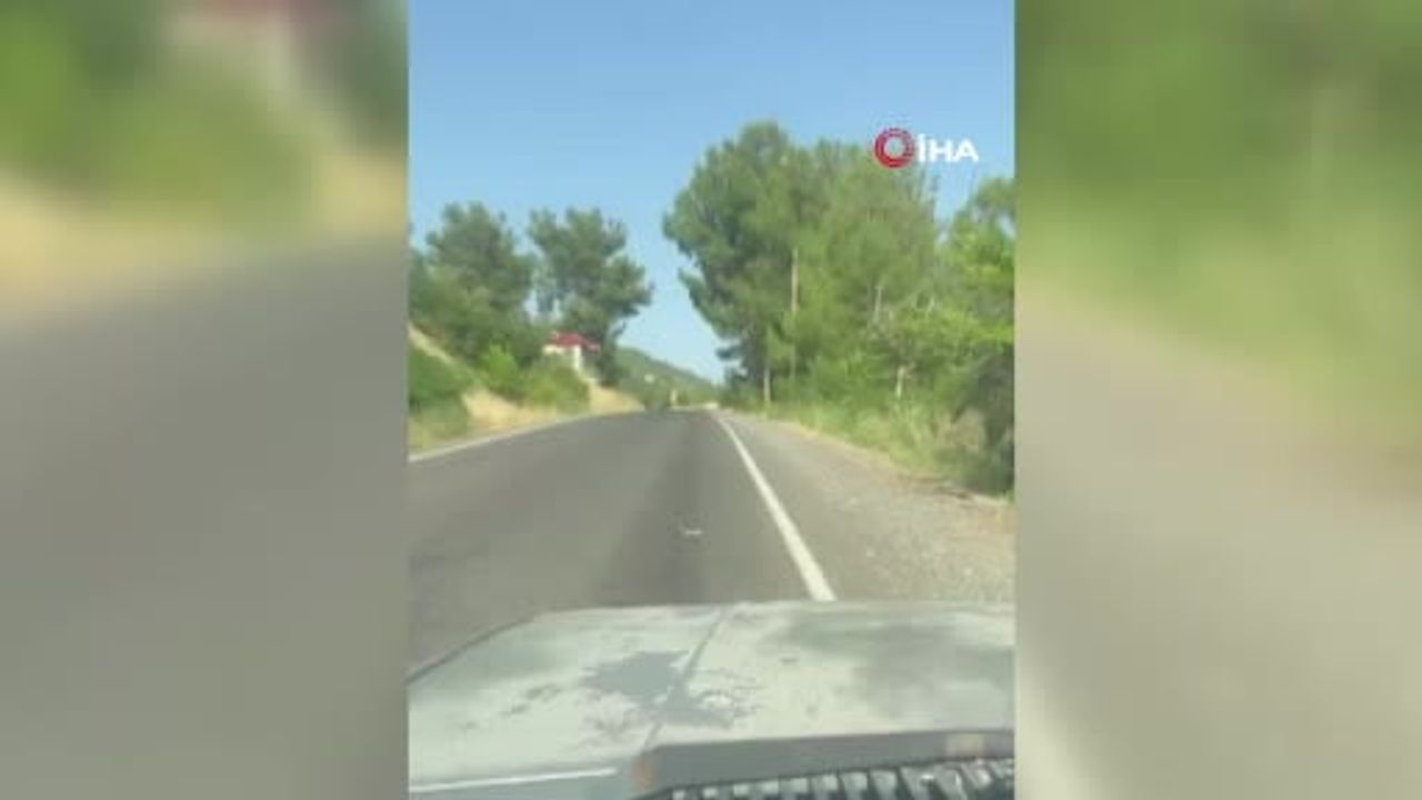 Kahramanmaraş'ta sürücü bukalemun için durdu, bekleyiş gülümsetti