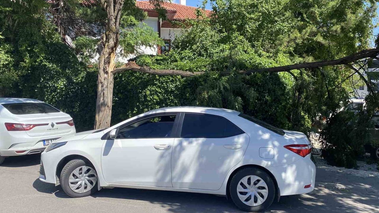 Kaleardı'da rüzgarın devirdiği ağaç istinat duvarıyla daha büyük hasarı önledi