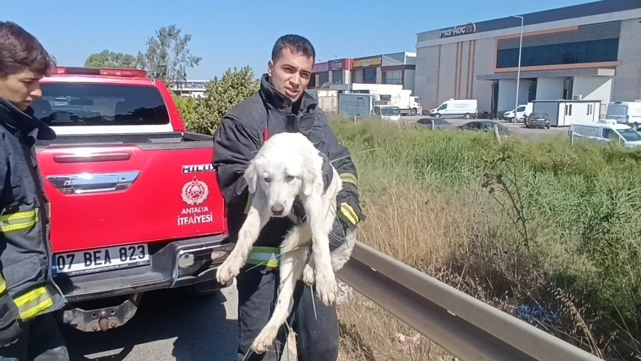Kamışlar arasında mahsur kalan köpek, genç kadının ihbarıyla kurtarıldı