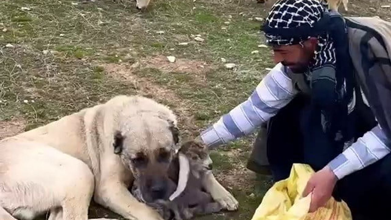 Kangal çoban gelene kadar kırsalda doğan kuzuya kendi yavrusu gibi sahip çıktı