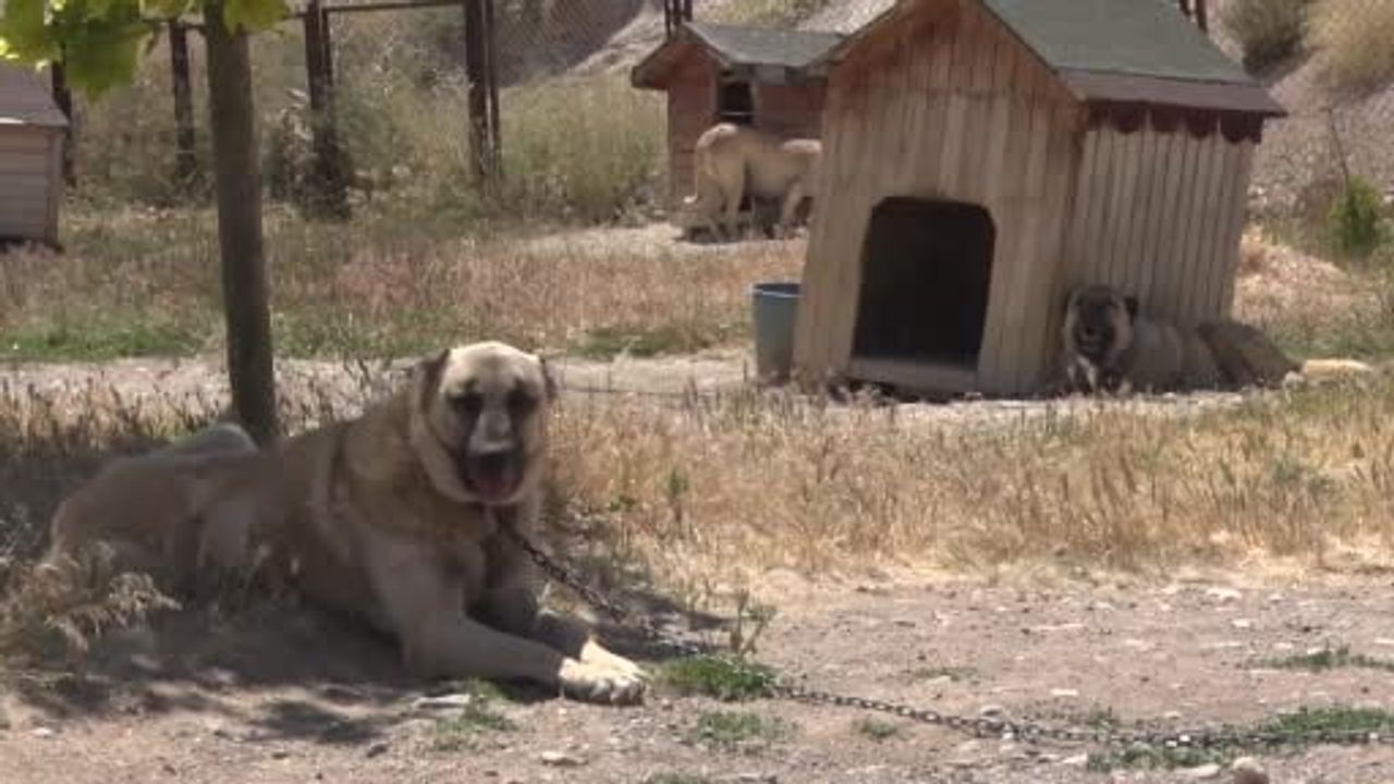 Kangal köpekleri yazın sıcaklıkta performans ve davranış değişikliği gösteriyor