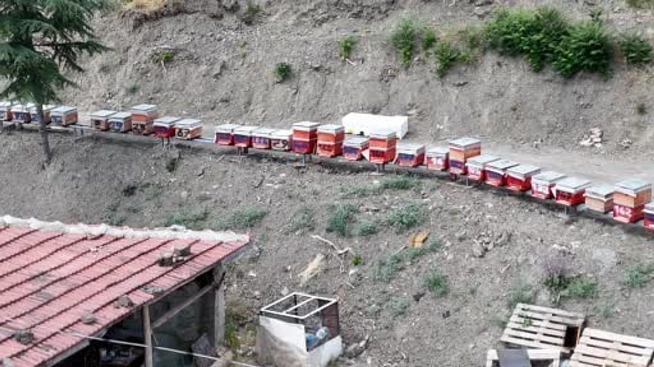Kanyon balında 4 tonluk rekolte: bin 200 endemik bitkiyle 4 kuşaktır süren gelenek