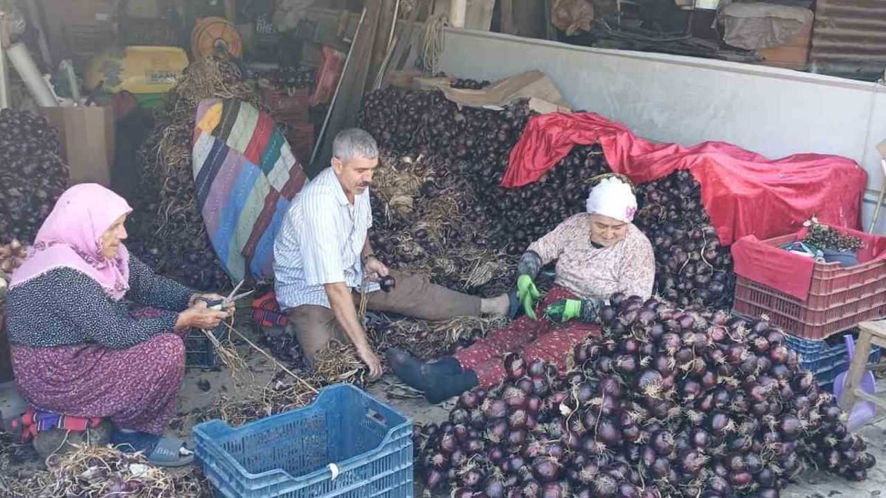 Kapıdağ mor soğanında hasat tamamlandı, verim düştü lezzet korundu