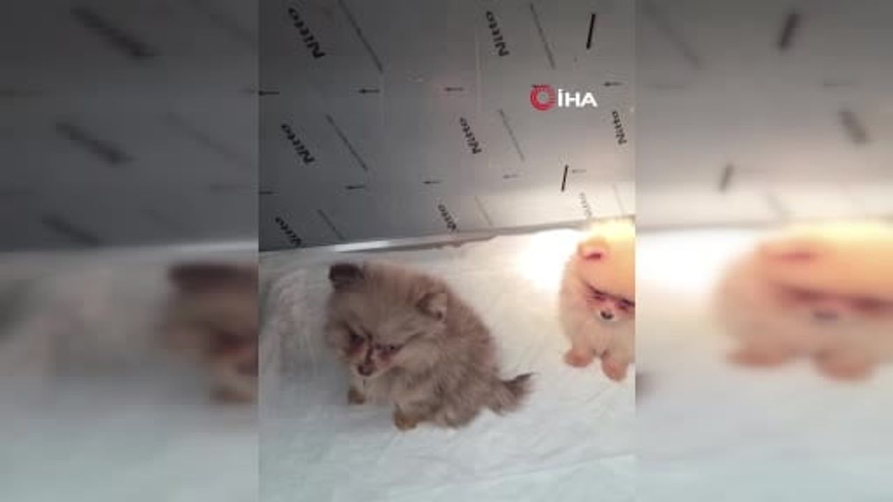 Kapıkule'de arka koltuğa gizlenen 5 pomeranian yavrusu ele geçirildi