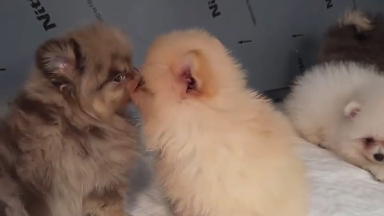Kapıkule'de arka koltuk altından çıkan 5 Pomeranian yavrusu korumaya alındı