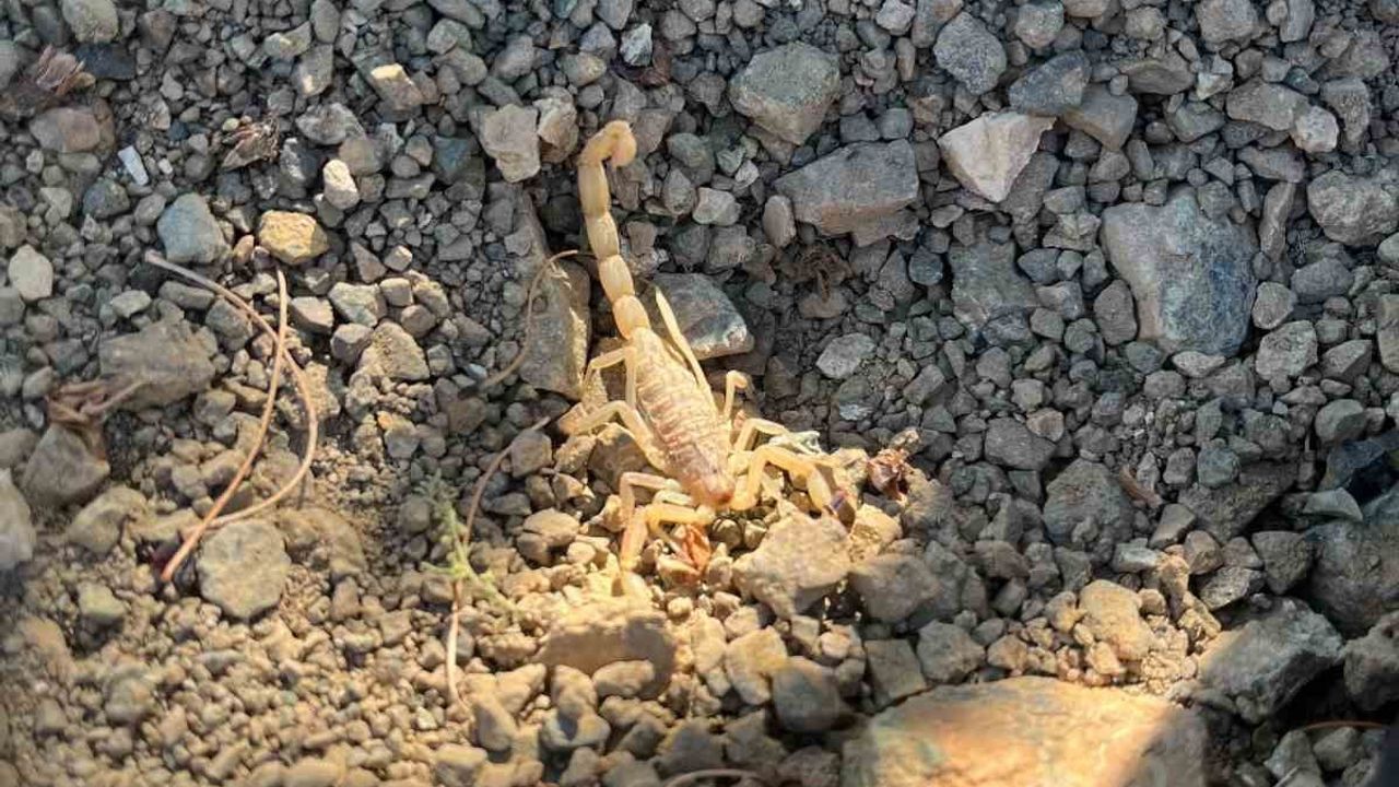 Karaadilli'de vişne toplarken akrep soktu, kişi hastaneye kaldırıldı
