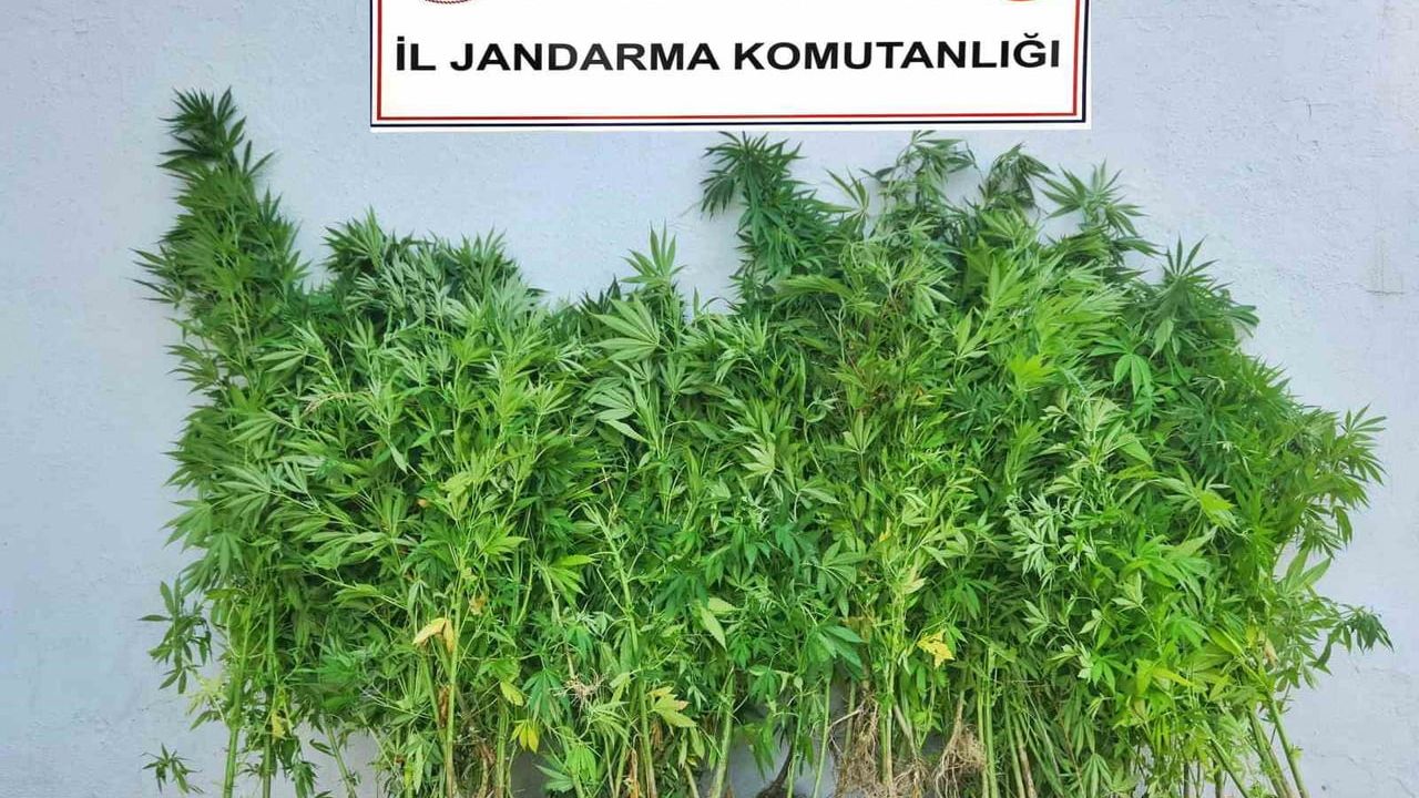 Karabük’te jandarmadan dört operasyonda 73 kök kenevir ve çeşitli uyuşturucular ele geçirildi