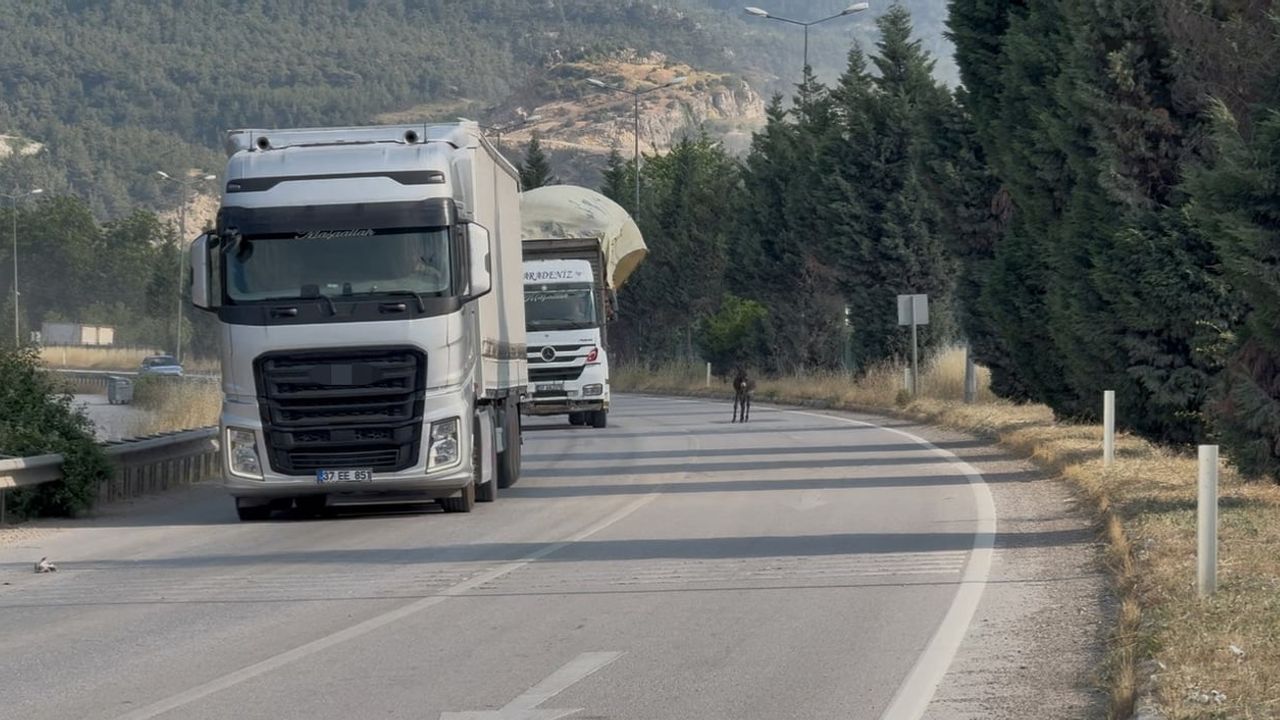 Karabük'te kara yoluna çıkan eşek trafikte kısa süreli tehlike oluşturdu