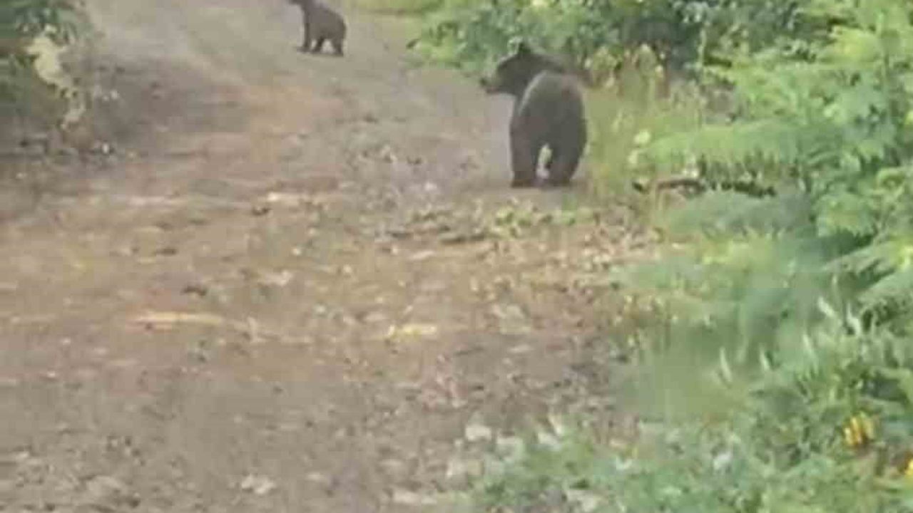 Karabük'te yaylaya giderken ağaçtan inen ayı ve yavrularını görüntülediler