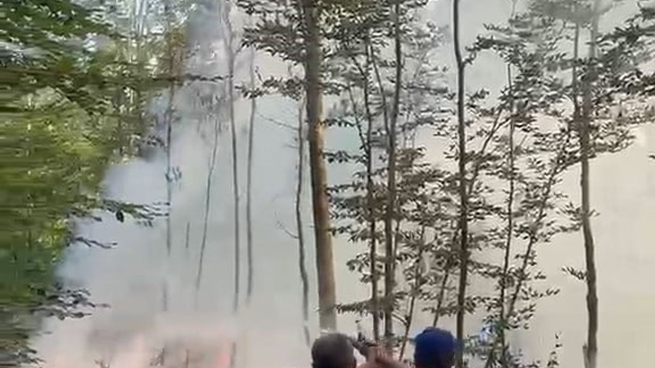 Karacabey'de orman yangını