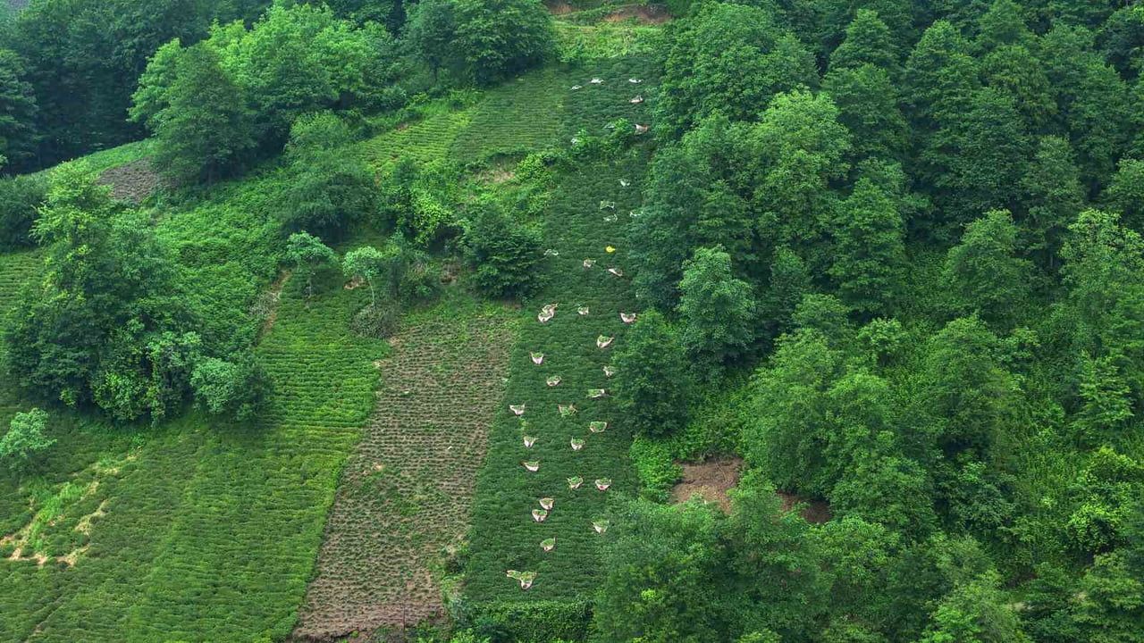 Karadeniz’in çay hasadında dik yamaçlarda zorlu emek sürüyor