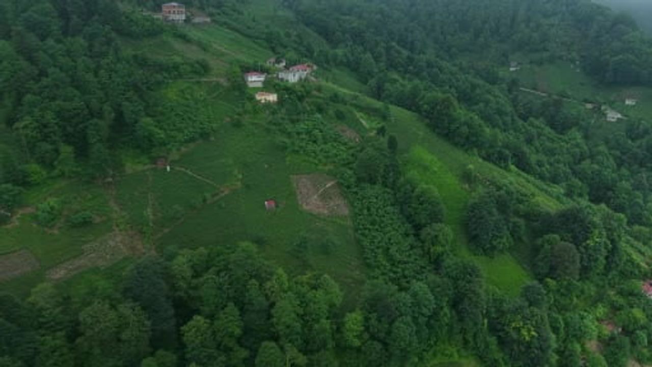 Karadeniz'in yeşil altınında zorlu hasat sürüyor