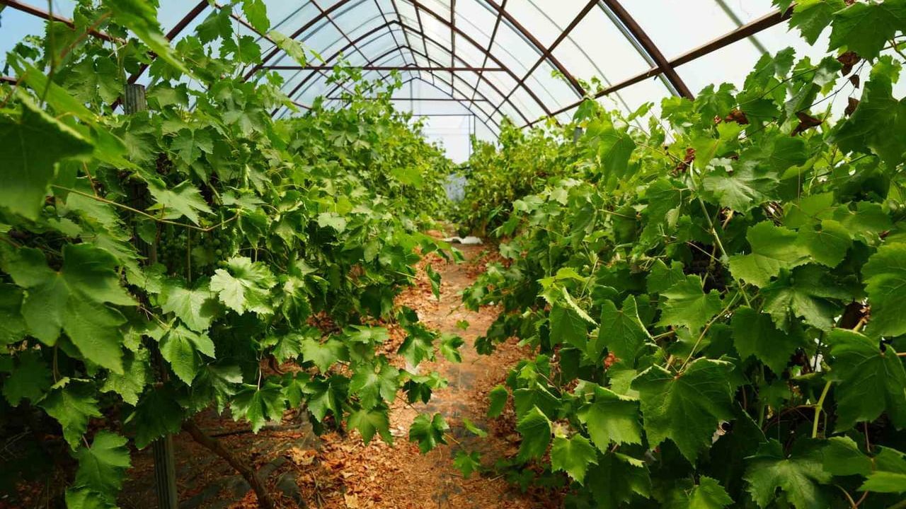 Karadeniz kokulu üzümleri çekirdeksiz ve ilaçsız üretime taşımak hedefi