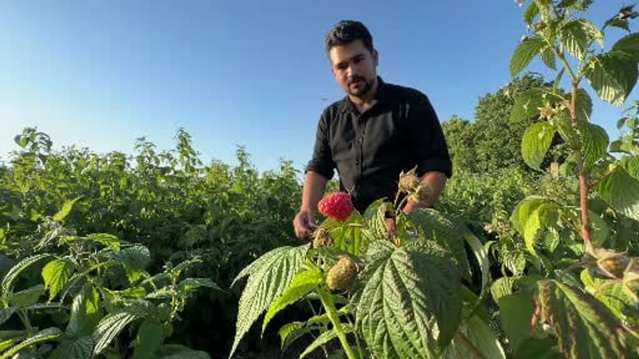 Karaköy'den frambuaz çağrısı: dalı paylaşıp, hasadı müşteriye bıraktı