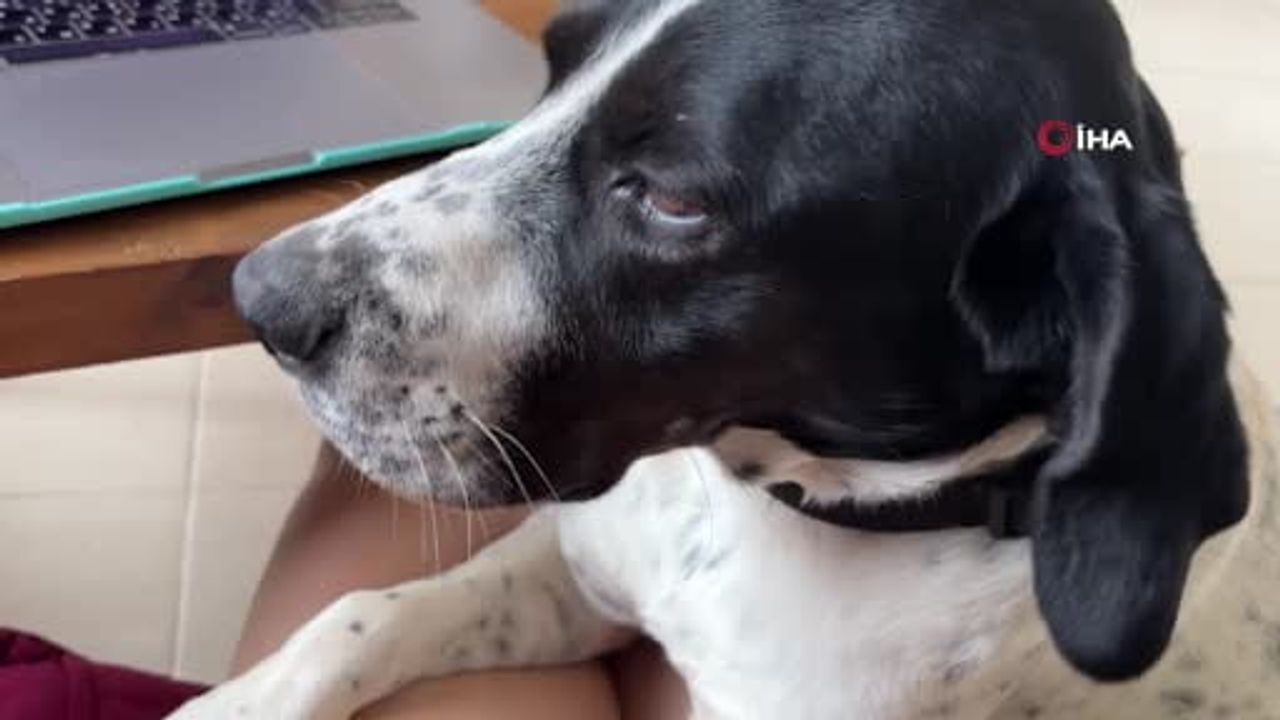 Kaş'ta 4 ay önce kaybolan İngiliz Pointer Biba için binlerce afiş asıldı