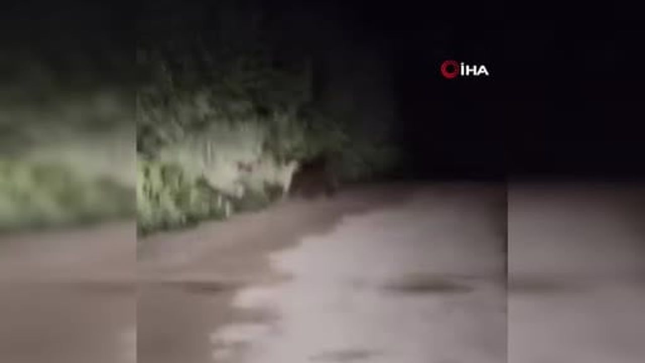 Kastamonu'da sürücü iki yavru ayıyla karşılaştı, panik anları cep telefonu kamerasında