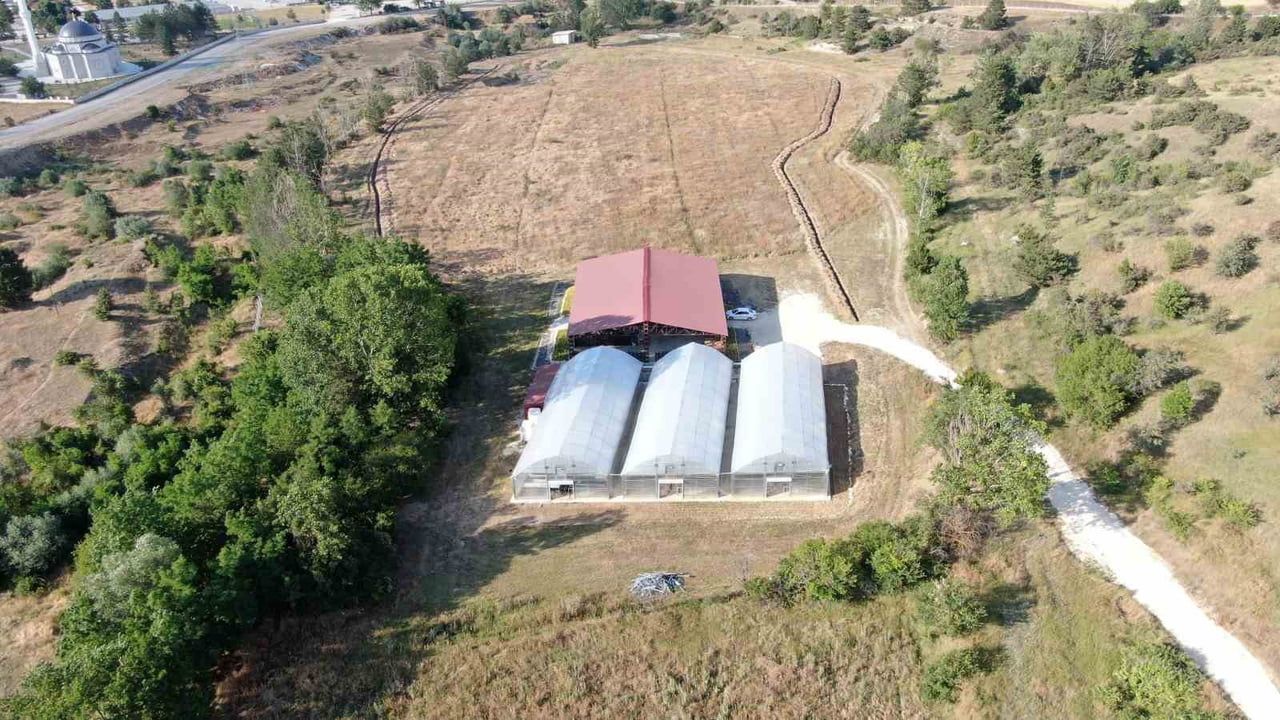 Kastamonu'da üniversite serasında yetiştirilen aromatik bitki fideleri çiftçilerin gelirini artıracak