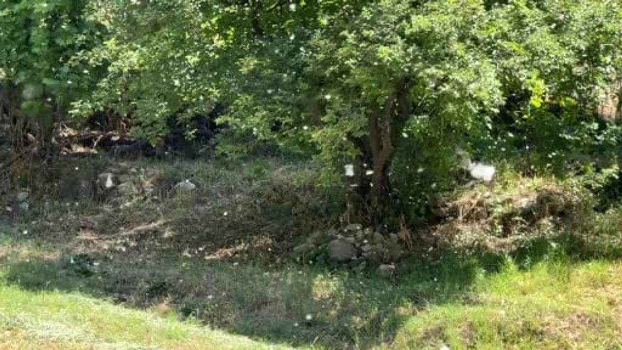 Kavak polenleri Pirinçli köyünü beyaz örtüyle kapladı